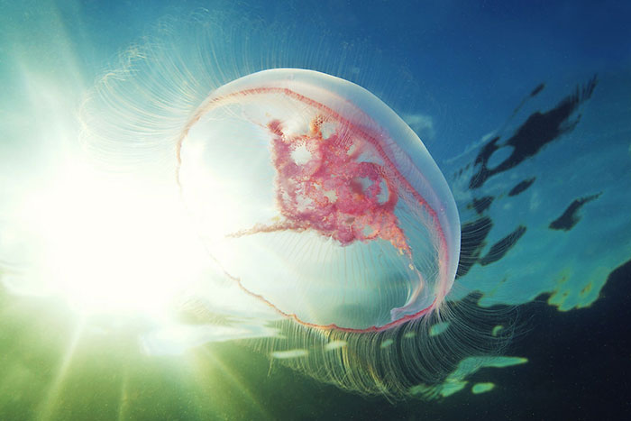 Out-Of-This-World-Underwater-Creatures-Alexander-Semenov