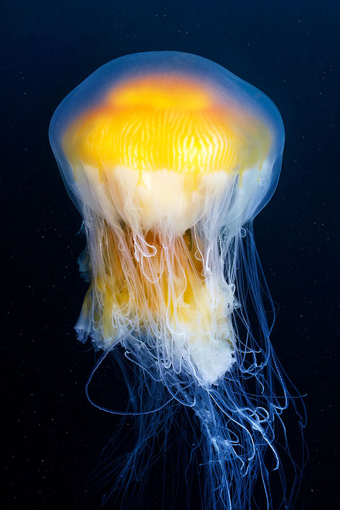 Out-Of-This-World-Underwater-Creatures-Alexander-Semenov