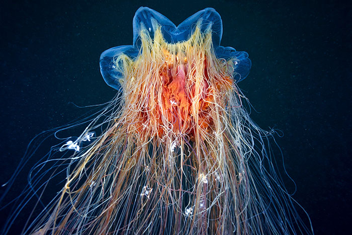 Out-Of-This-World-Underwater-Creatures-Alexander-Semenov