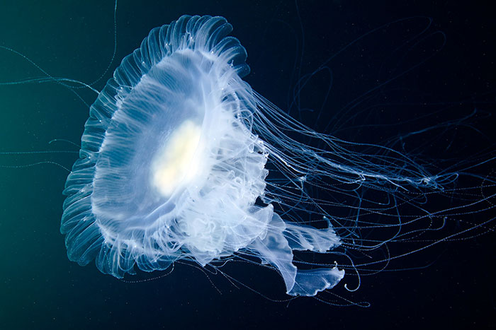 Out-Of-This-World-Underwater-Creatures-Alexander-Semenov