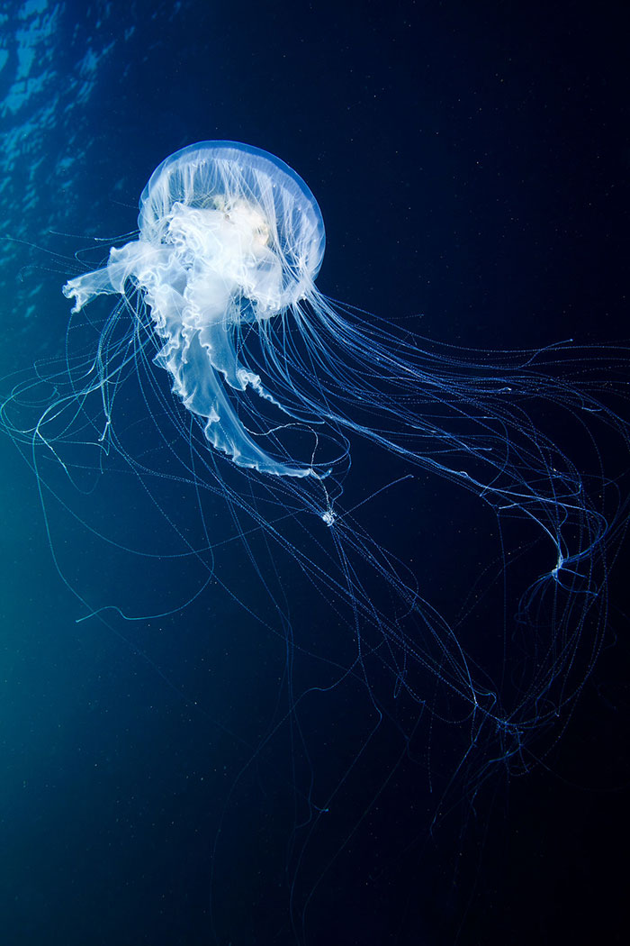 Out-Of-This-World-Underwater-Creatures-Alexander-Semenov