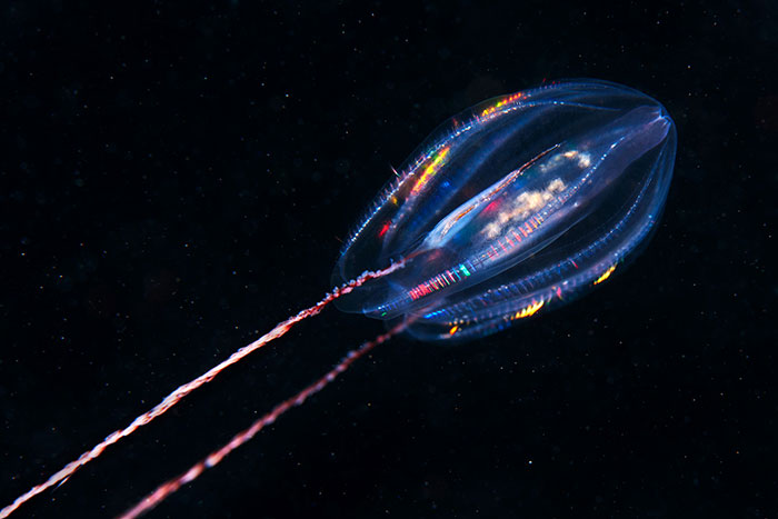 Out-Of-This-World-Underwater-Creatures-Alexander-Semenov