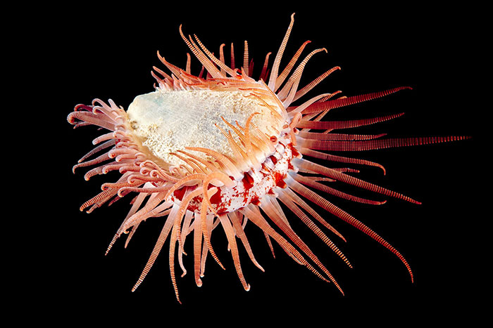 Out-Of-This-World-Underwater-Creatures-Alexander-Semenov