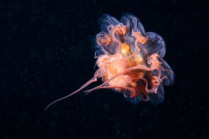 Out-Of-This-World-Underwater-Creatures-Alexander-Semenov