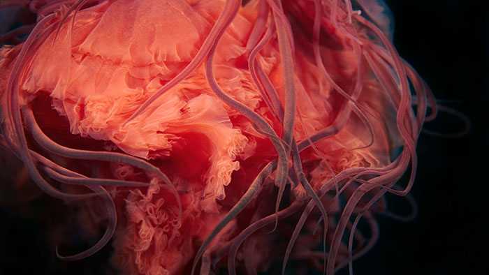 Out-Of-This-World-Underwater-Creatures-Alexander-Semenov