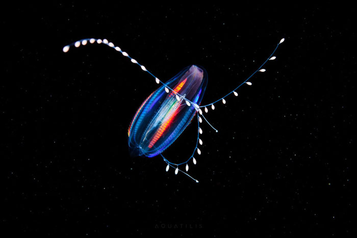 Out-Of-This-World-Underwater-Creatures-Alexander-Semenov