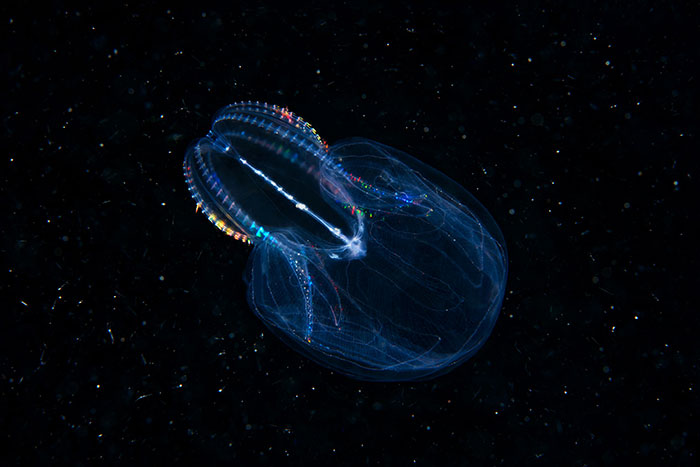 Out-Of-This-World-Underwater-Creatures-Alexander-Semenov