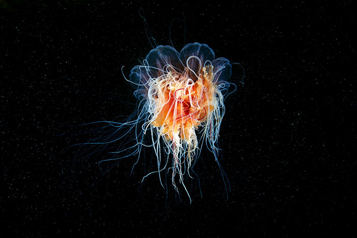 Out-Of-This-World-Underwater-Creatures-Alexander-Semenov