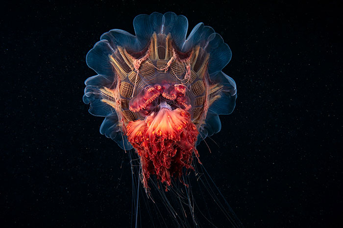 Out-Of-This-World-Underwater-Creatures-Alexander-Semenov