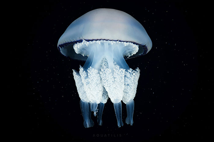 Out-Of-This-World-Underwater-Creatures-Alexander-Semenov
