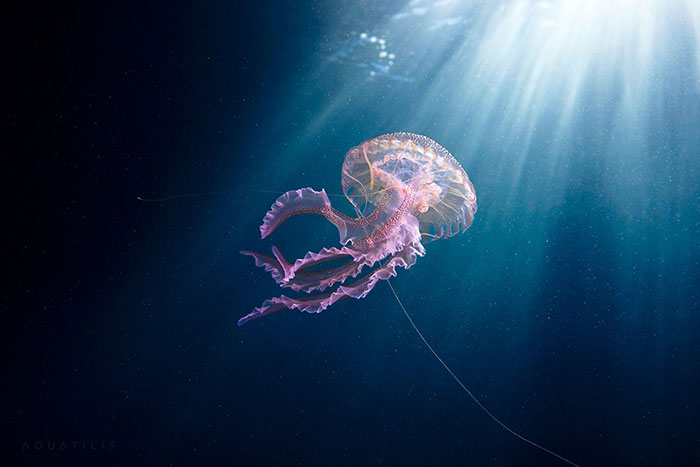 Out-Of-This-World-Underwater-Creatures-Alexander-Semenov