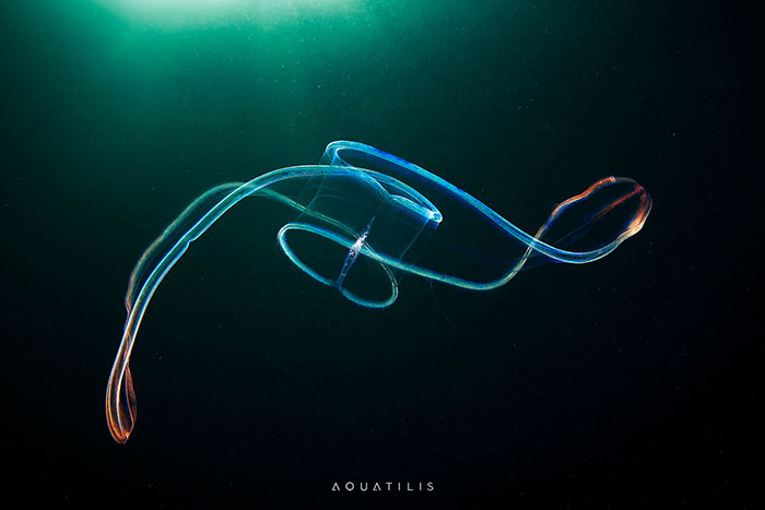 Out-Of-This-World-Underwater-Creatures-Alexander-Semenov