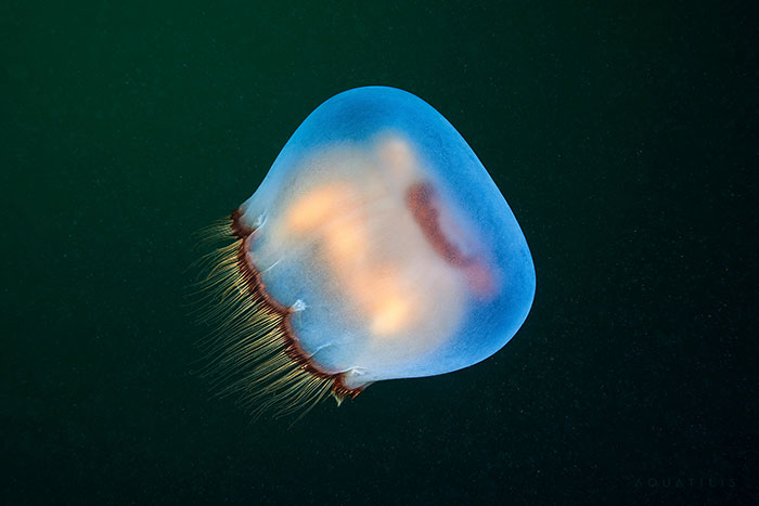 Out-Of-This-World-Underwater-Creatures-Alexander-Semenov