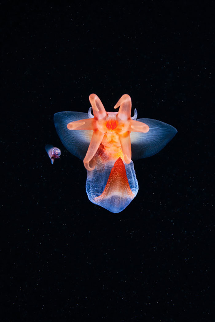 Out-Of-This-World-Underwater-Creatures-Alexander-Semenov