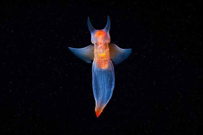 Out-Of-This-World-Underwater-Creatures-Alexander-Semenov