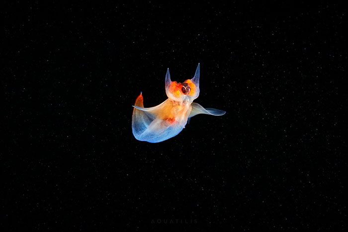 Out-Of-This-World-Underwater-Creatures-Alexander-Semenov