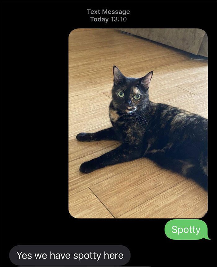 Person Has Their Parents Watch Their Cat During Their First Year Of College, Parents Secretly Give It Away