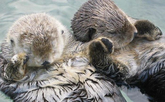 Parent Asks For Mind-Blowing But Simple Facts That Would Satisfy A 3-Year-Old Before Bedtime, Gets 30 Responses