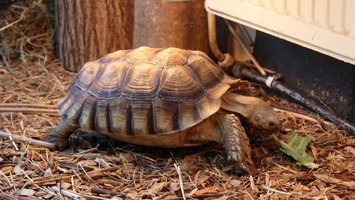 Parent Asks For Mind-Blowing But Simple Facts That Would Satisfy A 3-Year-Old Before Bedtime, Gets 30 Responses