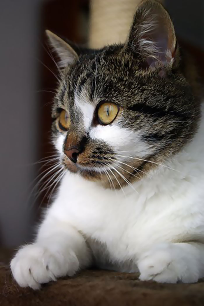 Parent Asks For Mind-Blowing But Simple Facts That Would Satisfy A 3-Year-Old Before Bedtime, Gets 30 Responses