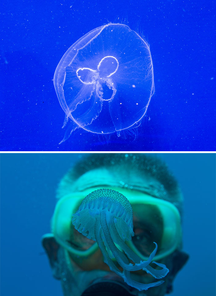 Parent Asks For Mind-Blowing But Simple Facts That Would Satisfy A 3-Year-Old Before Bedtime, Gets 30 Responses