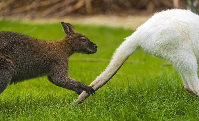 Parent Asks For Mind-Blowing But Simple Facts That Would Satisfy A 3-Year-Old Before Bedtime, Gets 30 Responses