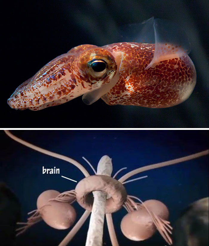 Parent Asks For Mind-Blowing But Simple Facts That Would Satisfy A 3-Year-Old Before Bedtime, Gets 30 Responses