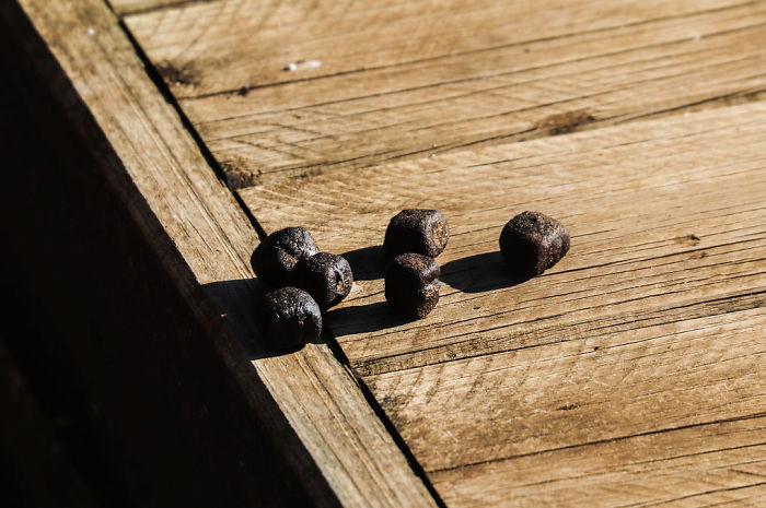 Parent Asks For Mind-Blowing But Simple Facts That Would Satisfy A 3-Year-Old Before Bedtime, Gets 30 Responses