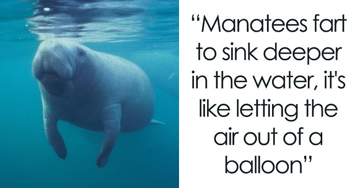 Parent Asks For Mind-Blowing But Simple Facts That Would Satisfy A 3-Year-Old Before Bedtime, Gets 30 Responses