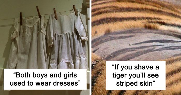 Parent Asks For Mind-Blowing But Simple Facts That Would Satisfy A 3-Year-Old Before Bedtime, Gets 30 Responses