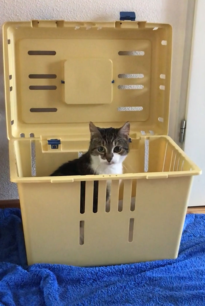 Our New Cat That We Adopted! A 14 Year Old Lovebug With A Clumsy And Energetic Side