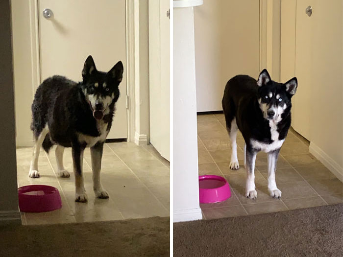 The Day I Rescued Her (The Day Before Illinois Went Into Quarantine) vs. Today