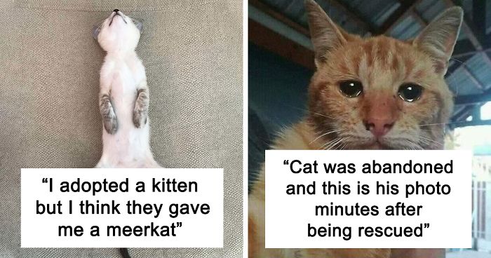 50 Most Wholesome Rescue Pet Photos Of This Month (May Edition)