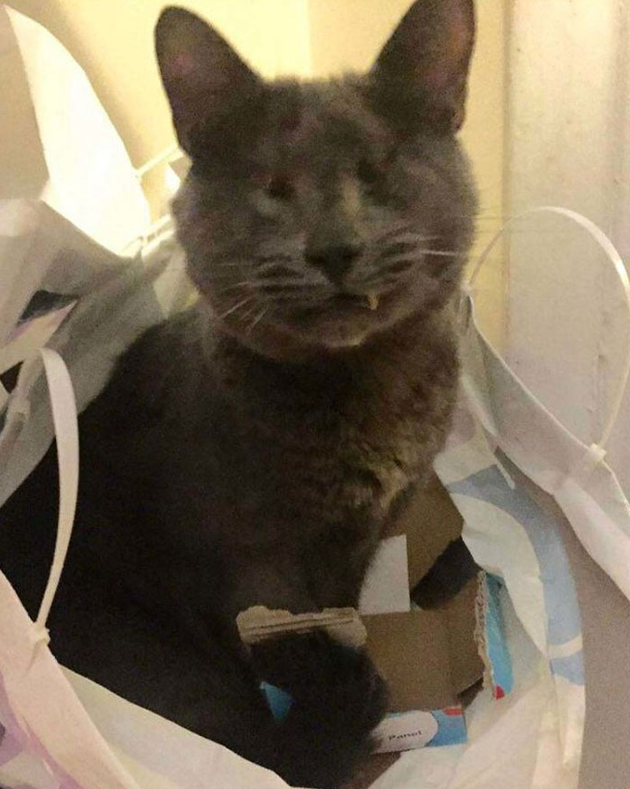 Samuel- No Eyes But A Big Heart. Rescued From A Hoarder. Fearless And The Most Loving Cat I’ve Ever Had!!