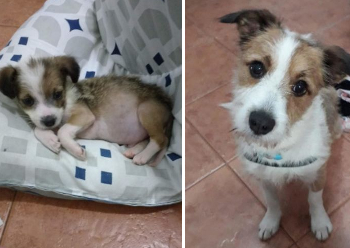 He's Pochoclo (Means Popcorn) We Adopted Him Three Years Ago, In A Park. We Love Him So Much, We Didn't Know How Cute He'd Be. Full Of Good Vibes