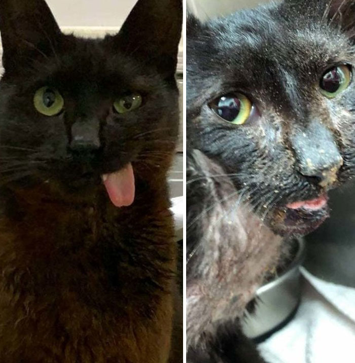 My Cat Zimes Before Adoption And After Adoption. He Was A Stray And Attacked By A Dog As A Baby. He Lost Half Of His Lower Jaw And This Is Why His Tongue Is Out. This Is A Photo From The Day He Was Found, And On The Left How He Is Now - Happy, Healthy And Loved