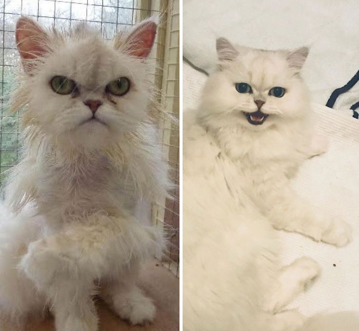 Before Adoption And 5 Months Later! Adopt When You Can, So Worthwhile