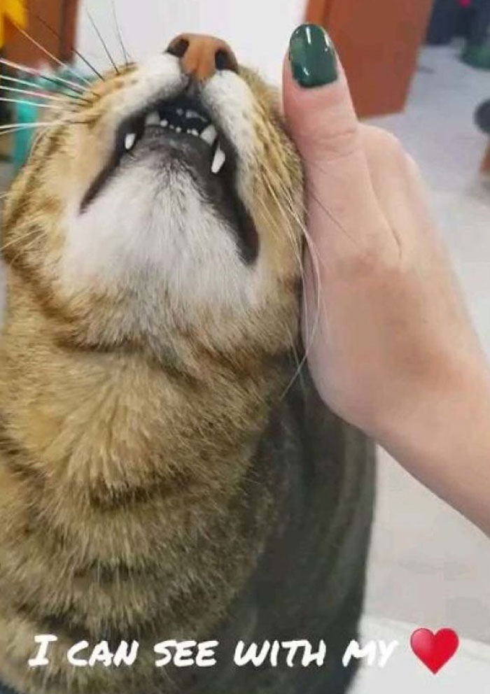 Meet Yan. He Was Abandoned At The Shelter. He Is 8 Years Old And 100% Blind. We Thought The Shelter Is Not Right For A Mature Blind Cat, So We Adopted Him To Our Rescued Kitty Family.