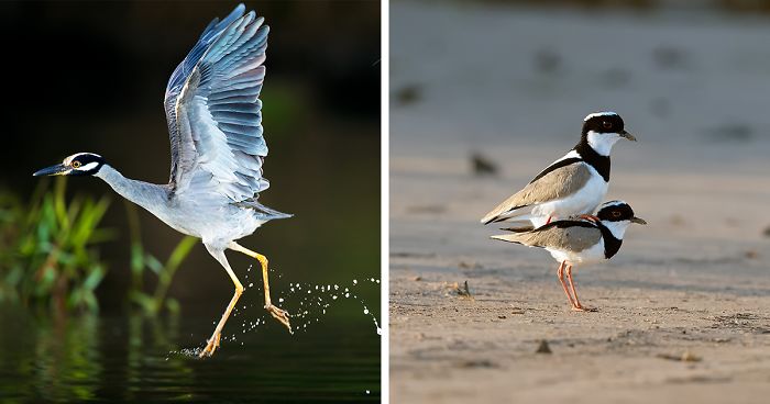 28 Beautiful Birds That I Found Next To Water