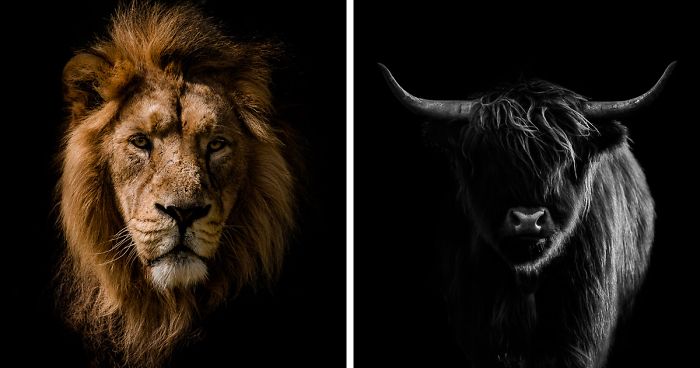 I Take Minimalistic Animal Photographs And Here Are 28 Of Them