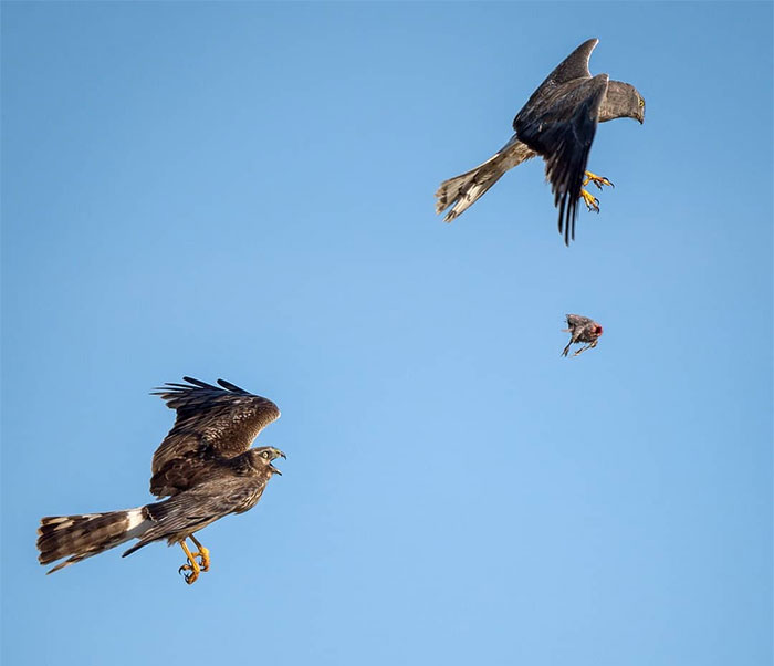 Photographer Captured Two Northern Harriers Exchanging Prey Mid-Air