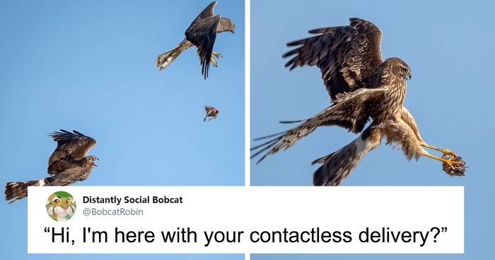 Photographer Captured Two Northern Harriers Exchanging Prey Mid-Air