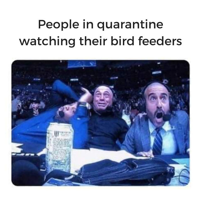 Quarantine-Corona-Jokes