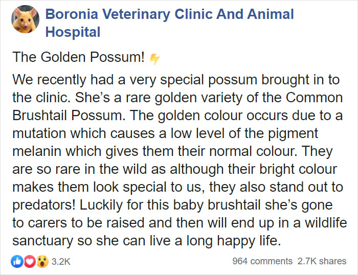 Australian Veterinary Clinic Rescues A Rare Golden Possum, People Say They Just Caught A Pikachu Australian Veterinary Clinic Rescues A Rare Golden Possum, People Say They Just Caught A Pikachu