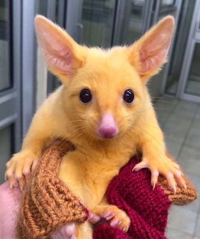 Australian Veterinary Clinic Rescues A Rare Golden Possum, People Say They Just Caught A Pikachu