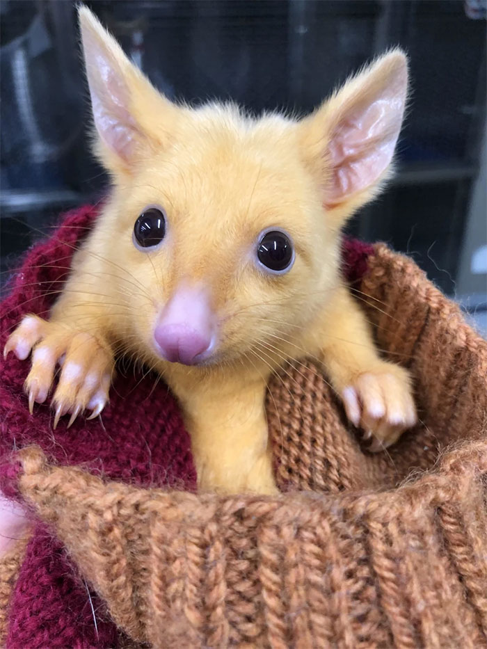 Australian Veterinary Clinic Rescues A Rare Golden Possum, People Say They Just Caught A Pikachu