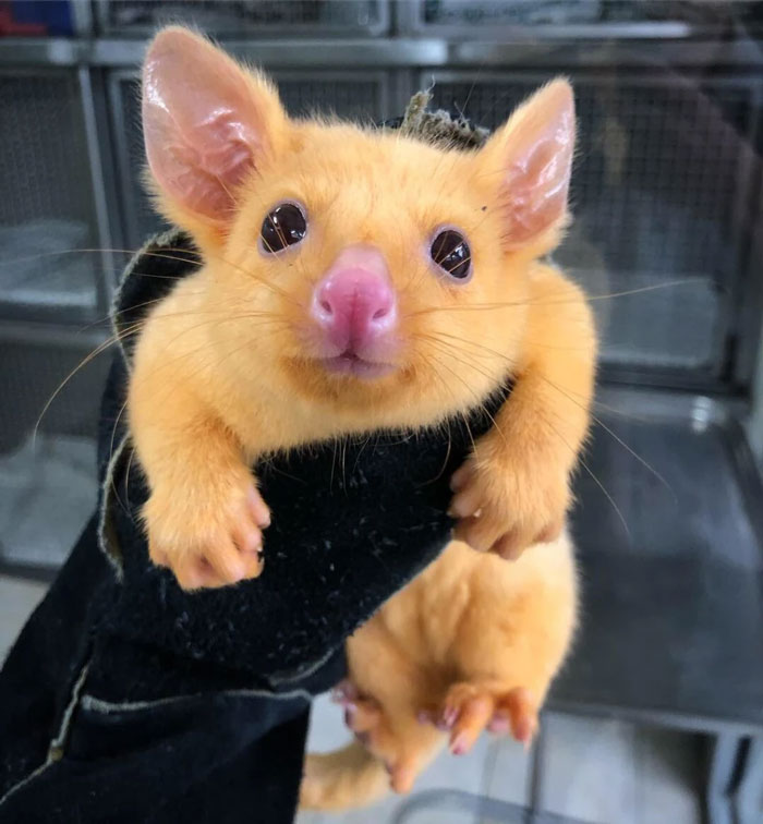 Australian Veterinary Clinic Rescues A Rare Golden Possum, People Say They Just Caught A Pikachu