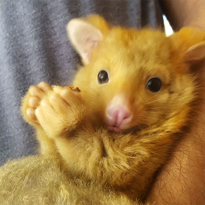 Australian Veterinary Clinic Rescues A Rare Golden Possum, People Say They Just Caught A Pikachu