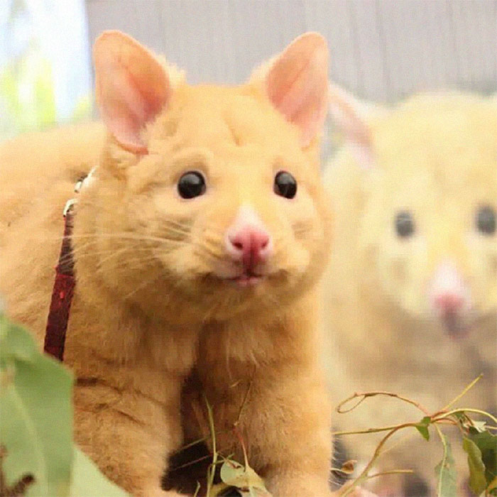 Australian Veterinary Clinic Rescues A Rare Golden Possum, People Say They Just Caught A Pikachu Australian Veterinary Clinic Rescues A Rare Golden Possum, People Say They Just Caught A Pikachu