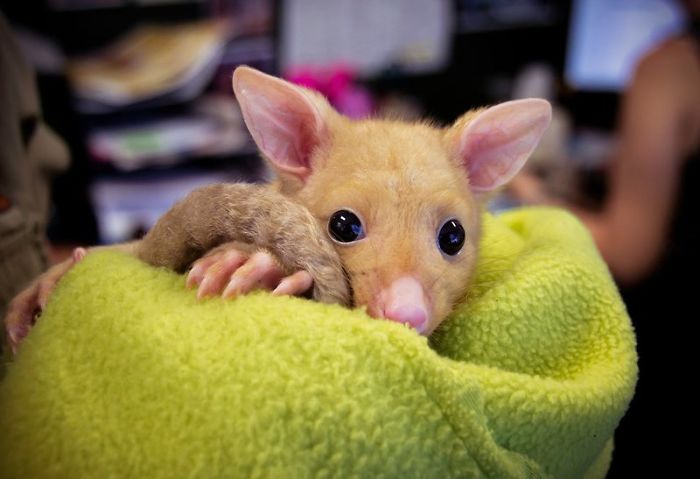 Australian Veterinary Clinic Rescues A Rare Golden Possum, People Say They Just Caught A Pikachu Australian Veterinary Clinic Rescues A Rare Golden Possum, People Say They Just Caught A Pikachu